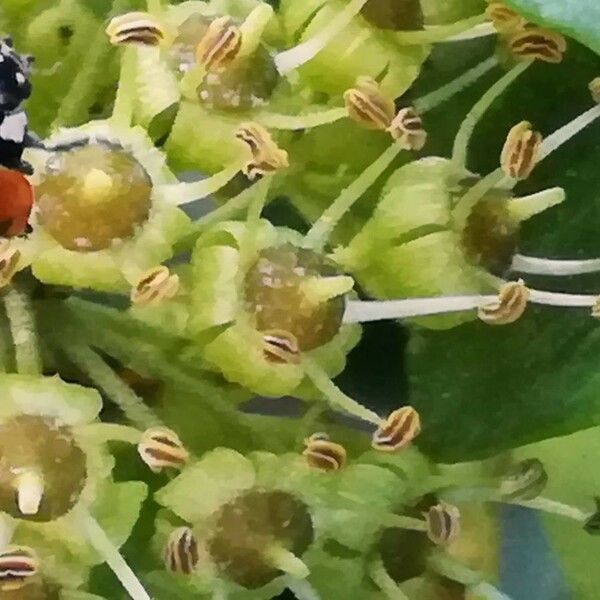 Hedera helix Cvet