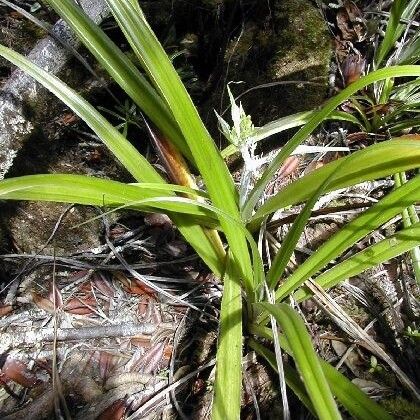 Astelia neocaledonica