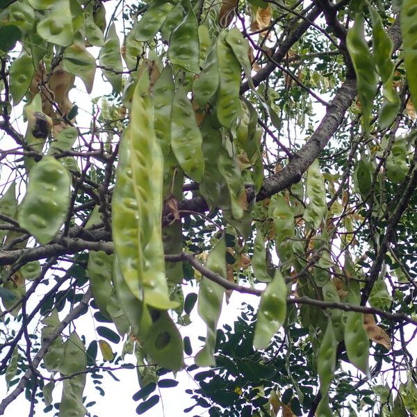 Albizia lebbeck ফল