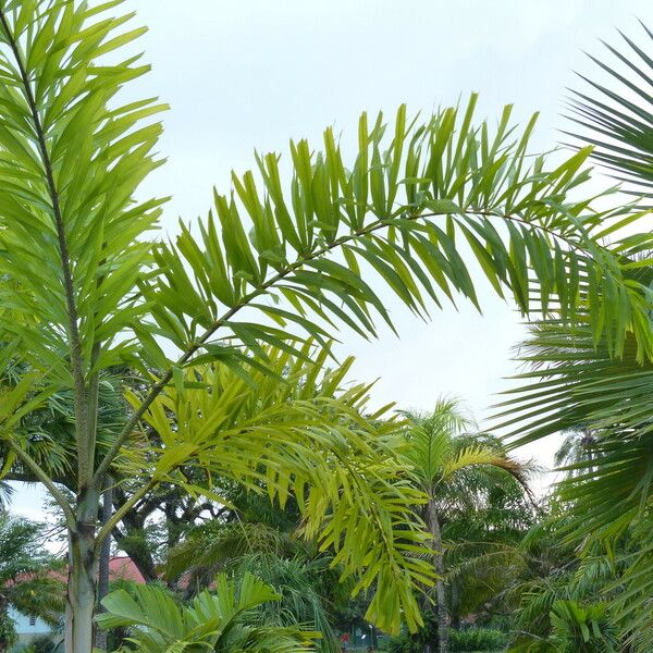 Bactris gasipaes Fulla