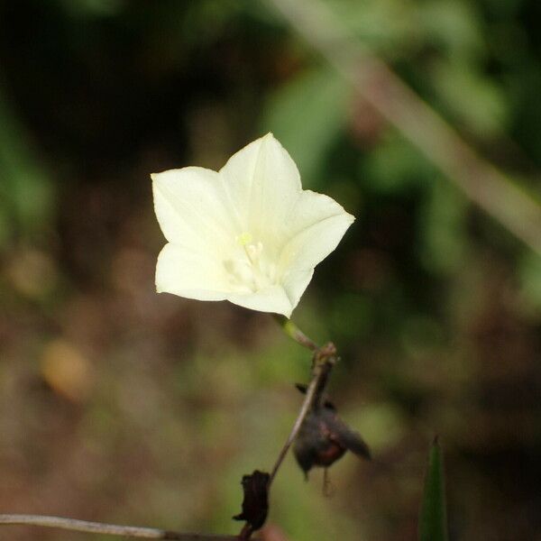 Xenostegia tridentata Flor