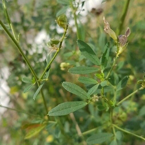 Medicago sativa Blad