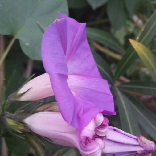 Ipomoea indica Flower