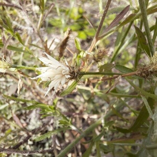 Centaurea diffusa Lorea