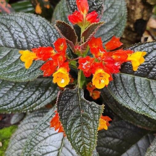 Chrysothemis pulchella Bloem