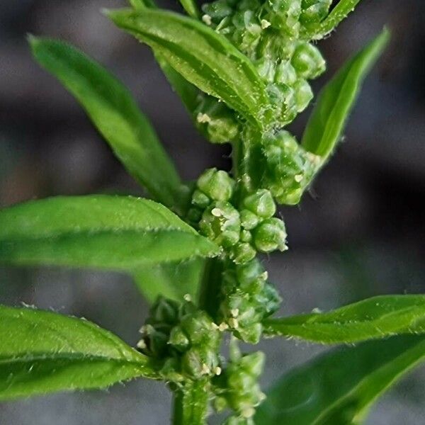 Oxybasis glauca Flower