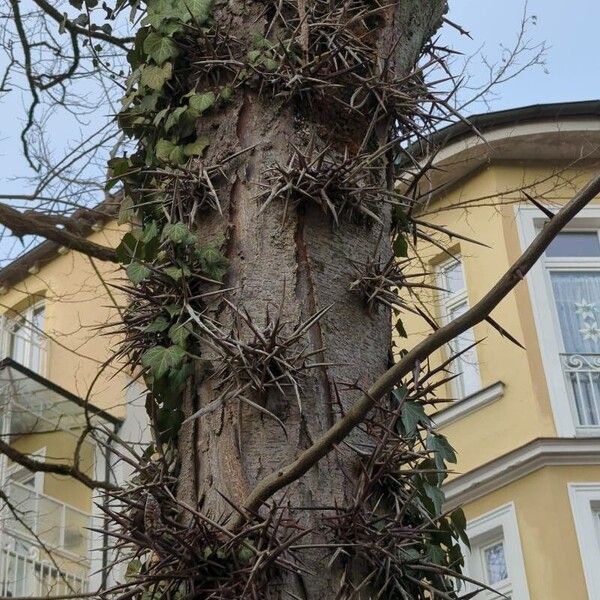 Gleditsia triacanthos Kůra