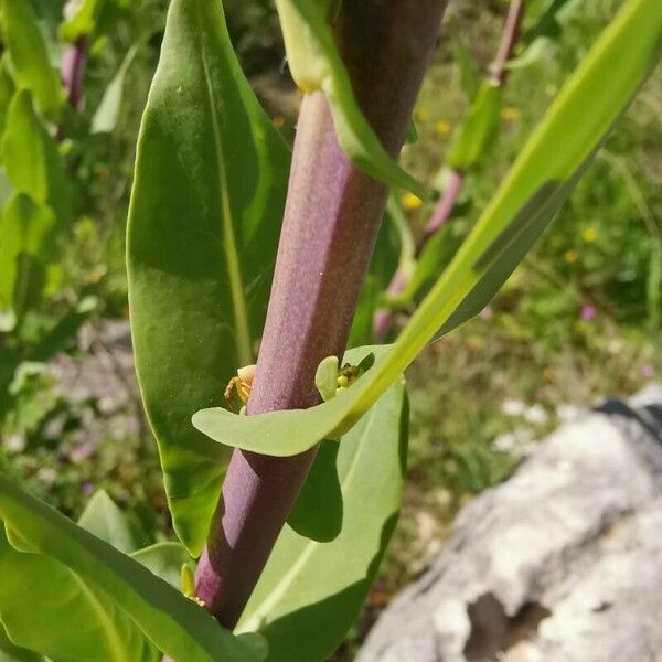 Isatis tinctoria Leaf