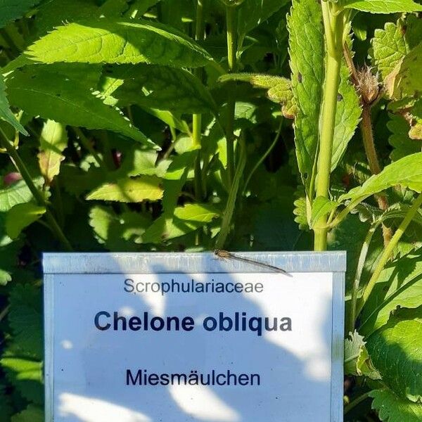 Chelone obliqua Ostatní