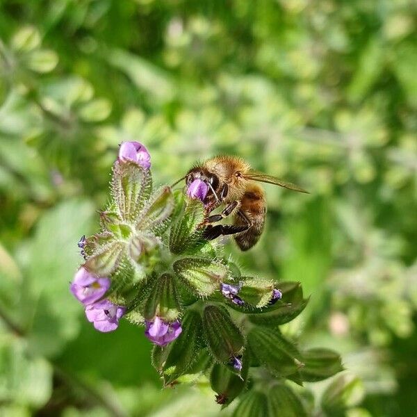 Salvia verbenaca Bloem