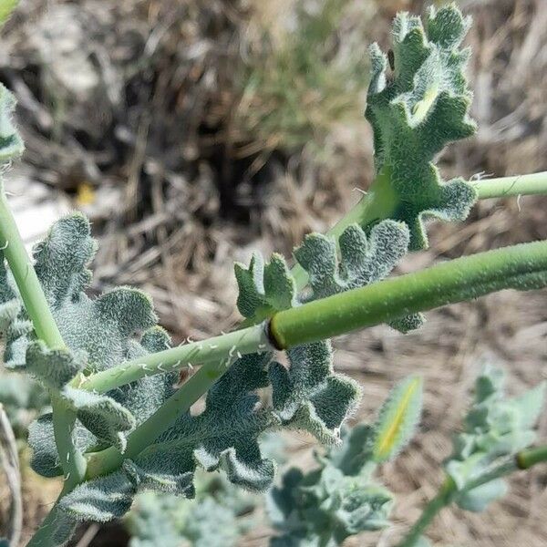 Glaucium flavum Deilen