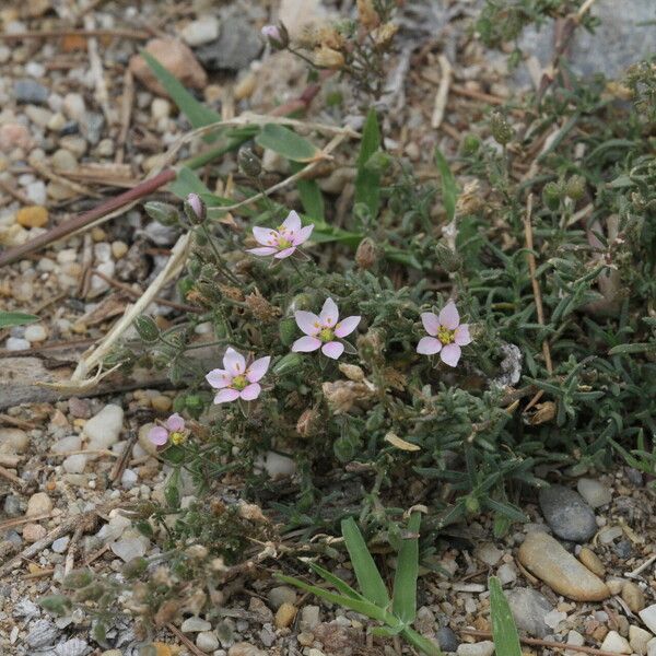 Rhodalsine geniculata Blomma