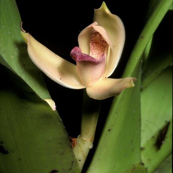 Maxillaria violaceopunctata Blomma