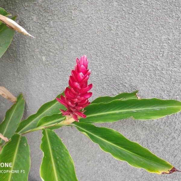 Alpinia purpurata Flor