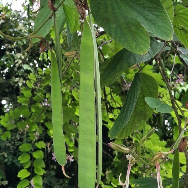 Bauhinia purpurea Ffrwyth