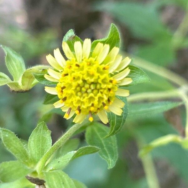 Sigesbeckia orientalis പുഷ്പം