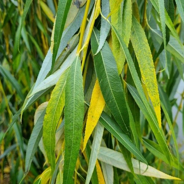 Salix × pendulina Yaprak