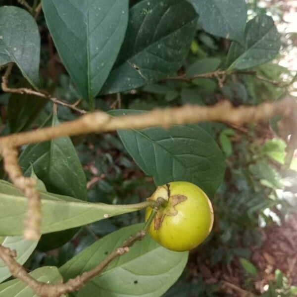 Brunfelsia guianensis Fruchs