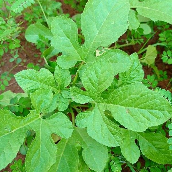 Cucumis anguria Feuille