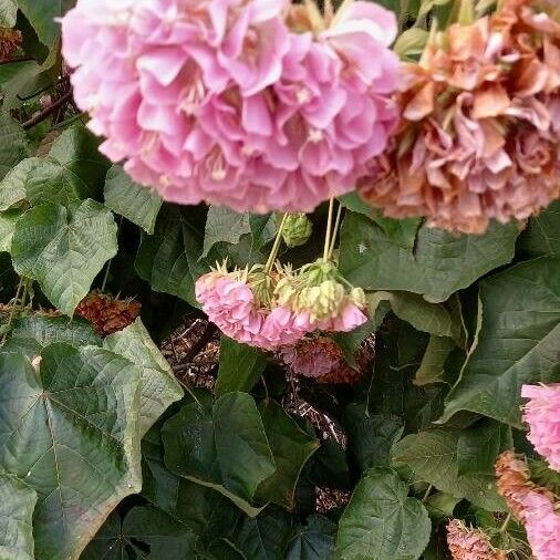 Dombeya wallichii Λουλούδι