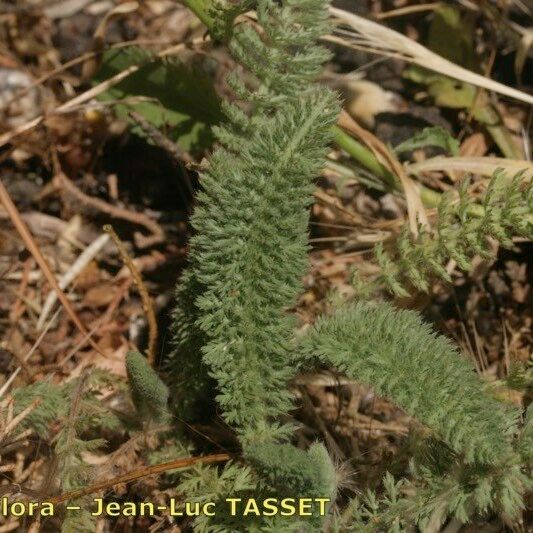 Achillea crithmifolia Habit