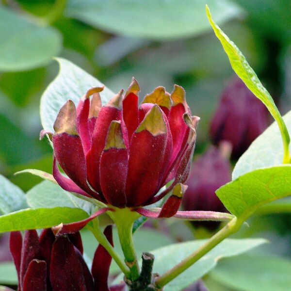 Calycanthus floridus Kvet