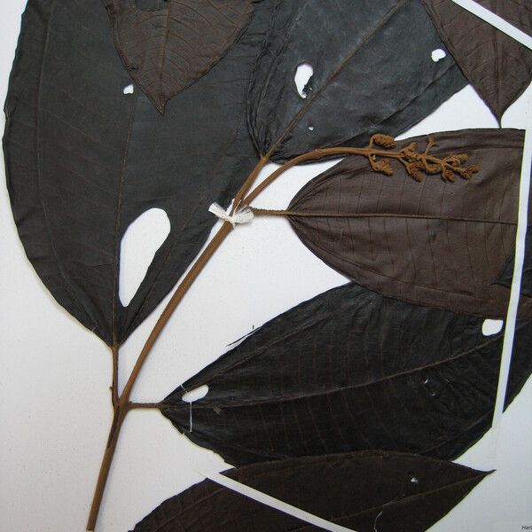 Miconia eriodonta