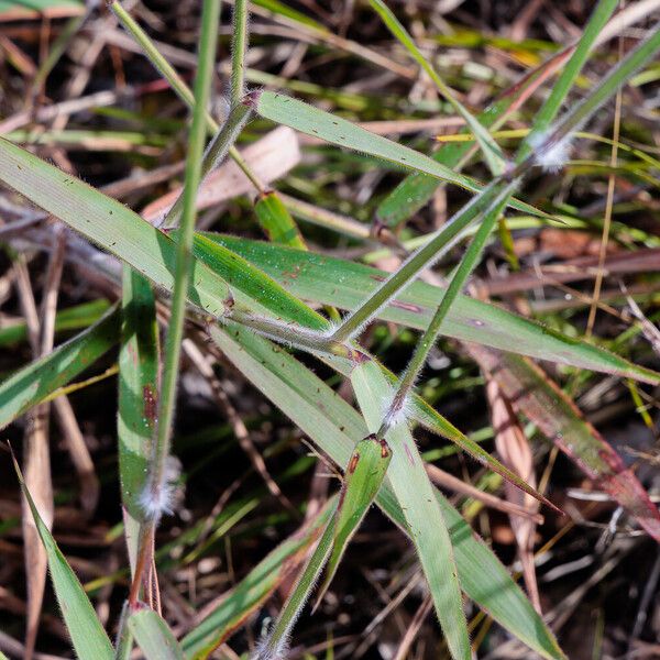 Melinis minutiflora Hábitos