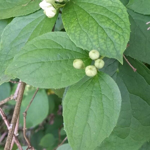 Philadelphus coronarius Blad