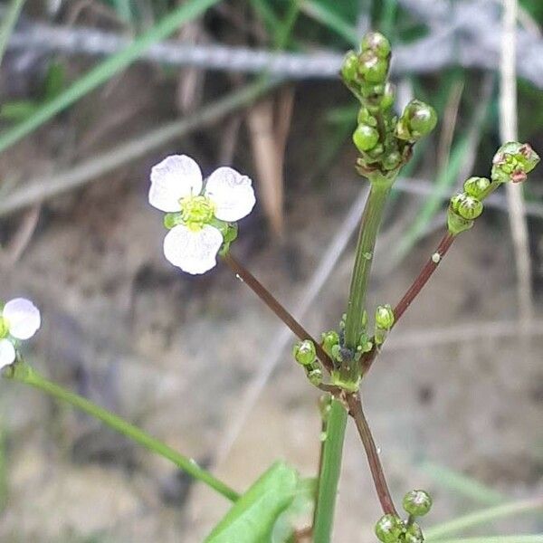 Alisma plantago-aquatica Flower