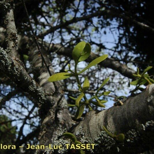 Viscum cruciatum Costuma