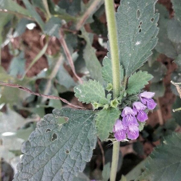 Ballota nigra Flower