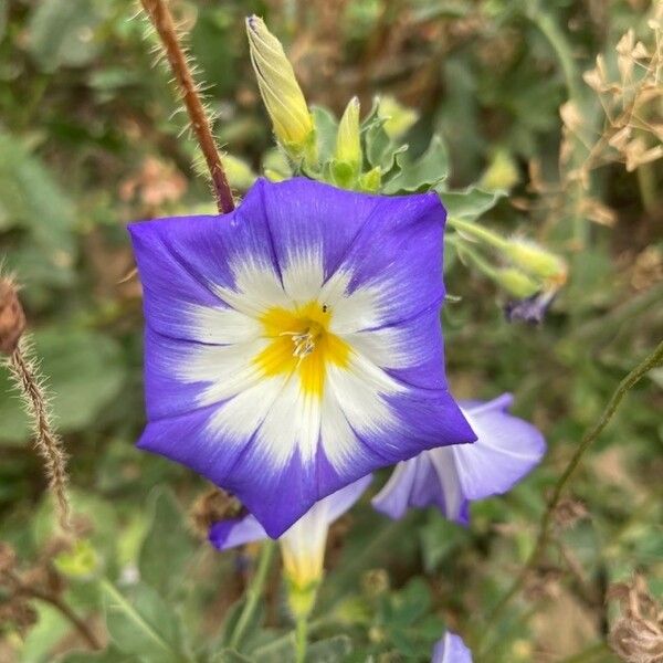 Convolvulus tricolor Flor