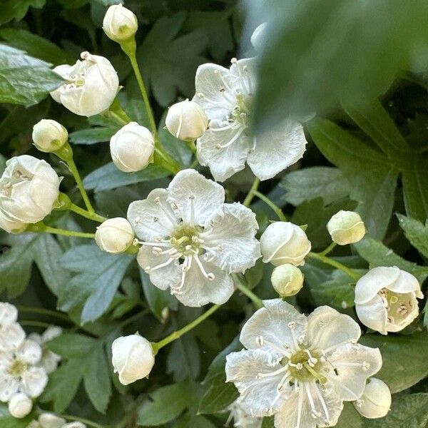 Crataegus × media Çiçek