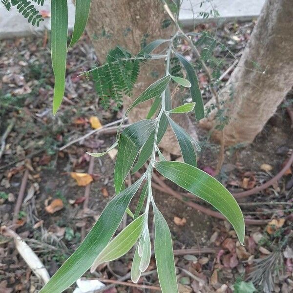 Acacia melanoxylon Blad