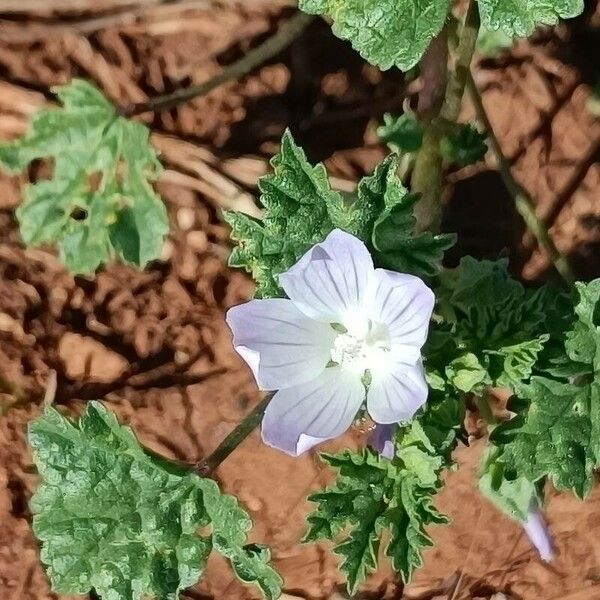 Malva neglecta Kukka