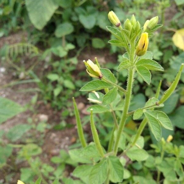 Cleome viscosa Flor