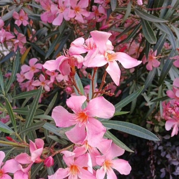 Nerium oleander Blodyn