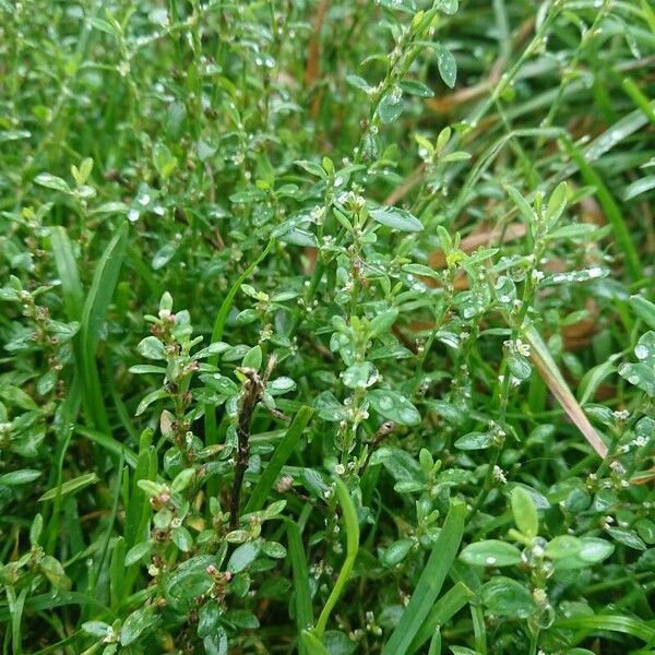 Polygonum equisetiforme Folha