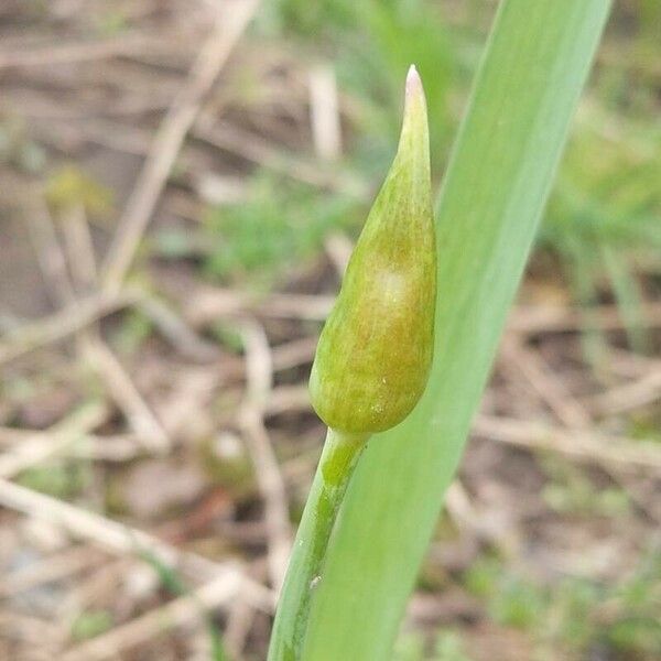 Allium canadense Lorea