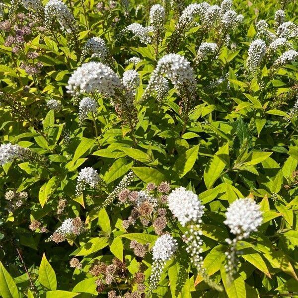 Lysimachia clethroides Flower