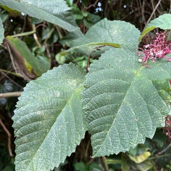 Urera baccifera برگ