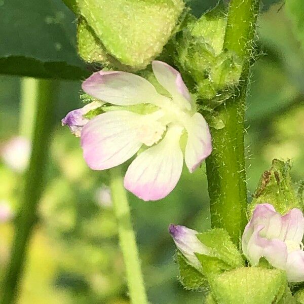 Malva verticillata Blomma