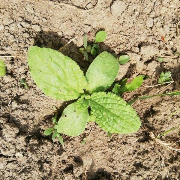 Borago officinalis Habit