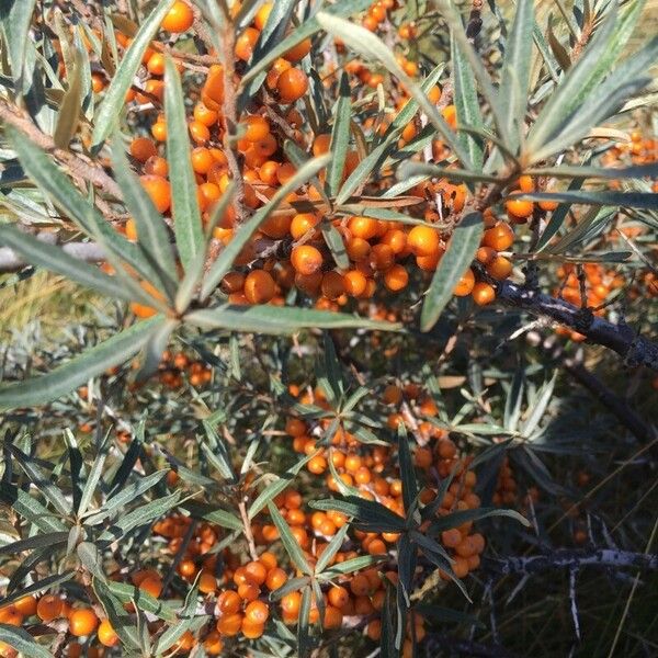 Hippophae rhamnoides 果實