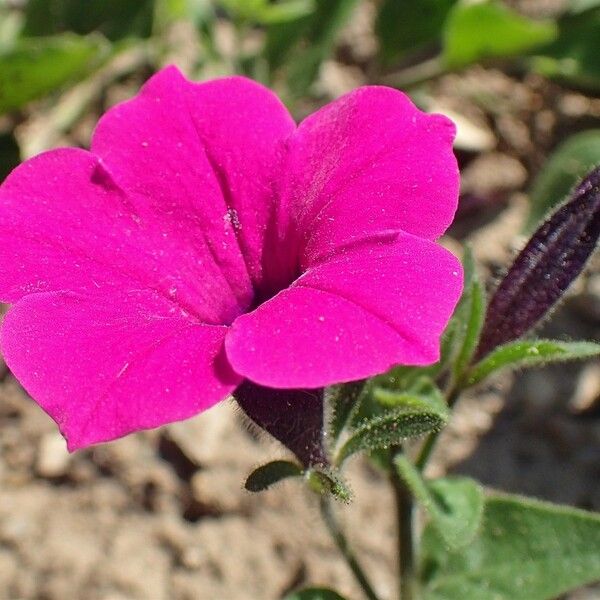 Petunia integrifolia 花