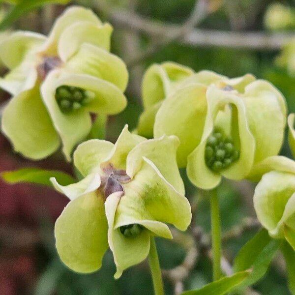 Cornus florida Flower