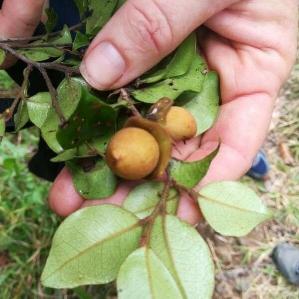 Diospyros pancheri पत्ता