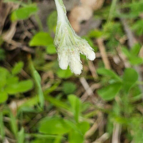 Antennaria neglecta Cvet