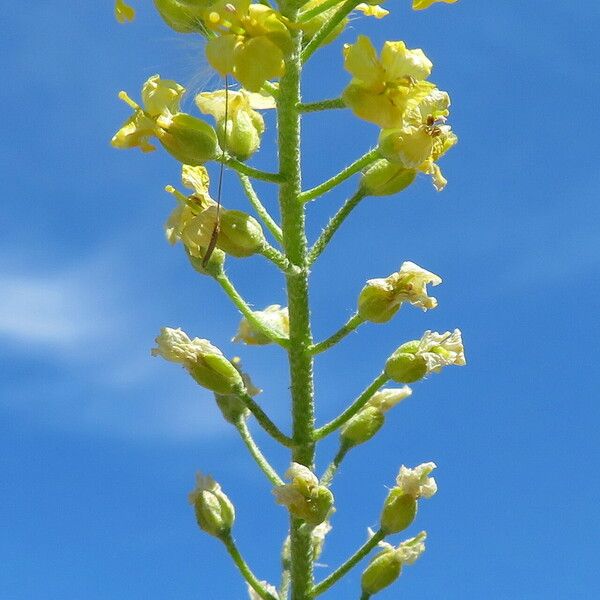 Alyssum alyssoides Fiore